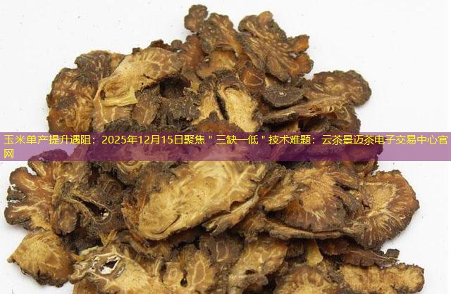 玉米单产提升遇阻：2025年12月15日聚焦＂三缺一低＂技术难题：云茶景迈茶电子交易中心官网