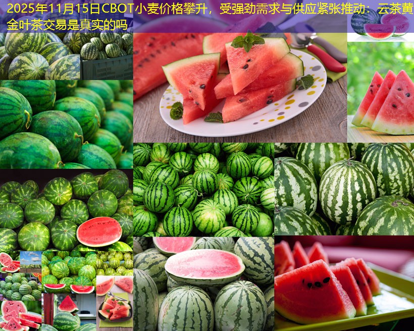 2025年11月15日CBOT小麦价格攀升，受强劲需求与供应紧张推动：云茶黄金叶茶交易是真实的吗