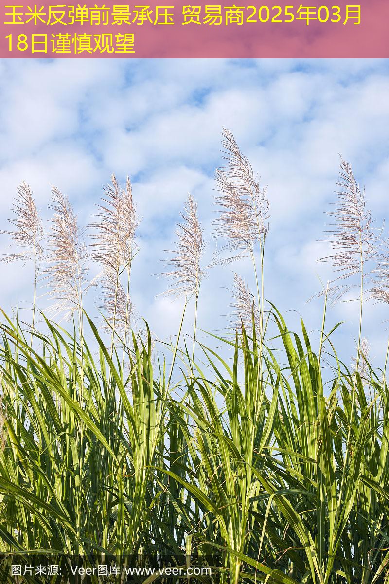 玉米反弹前景承压 贸易商2025年03月18日谨慎观望