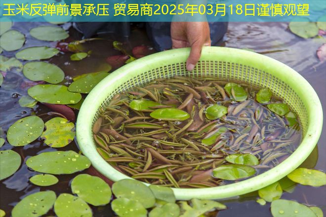 玉米反弹前景承压 贸易商2025年03月18日谨慎观望