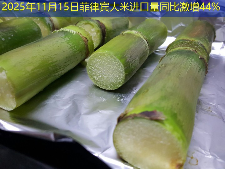 2025年11月15日菲律宾大米进口量同比激增44%