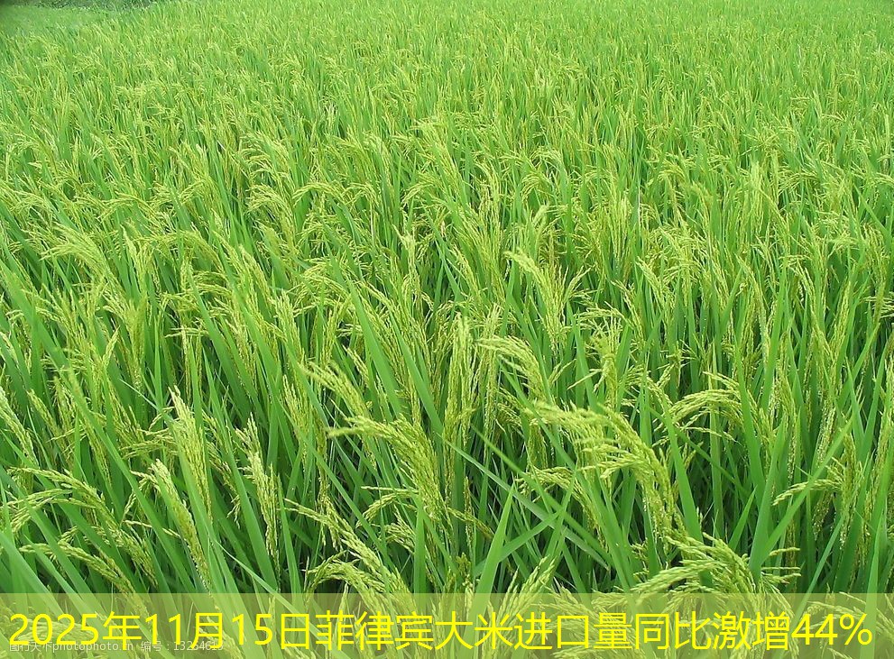 2025年11月15日菲律宾大米进口量同比激增44%