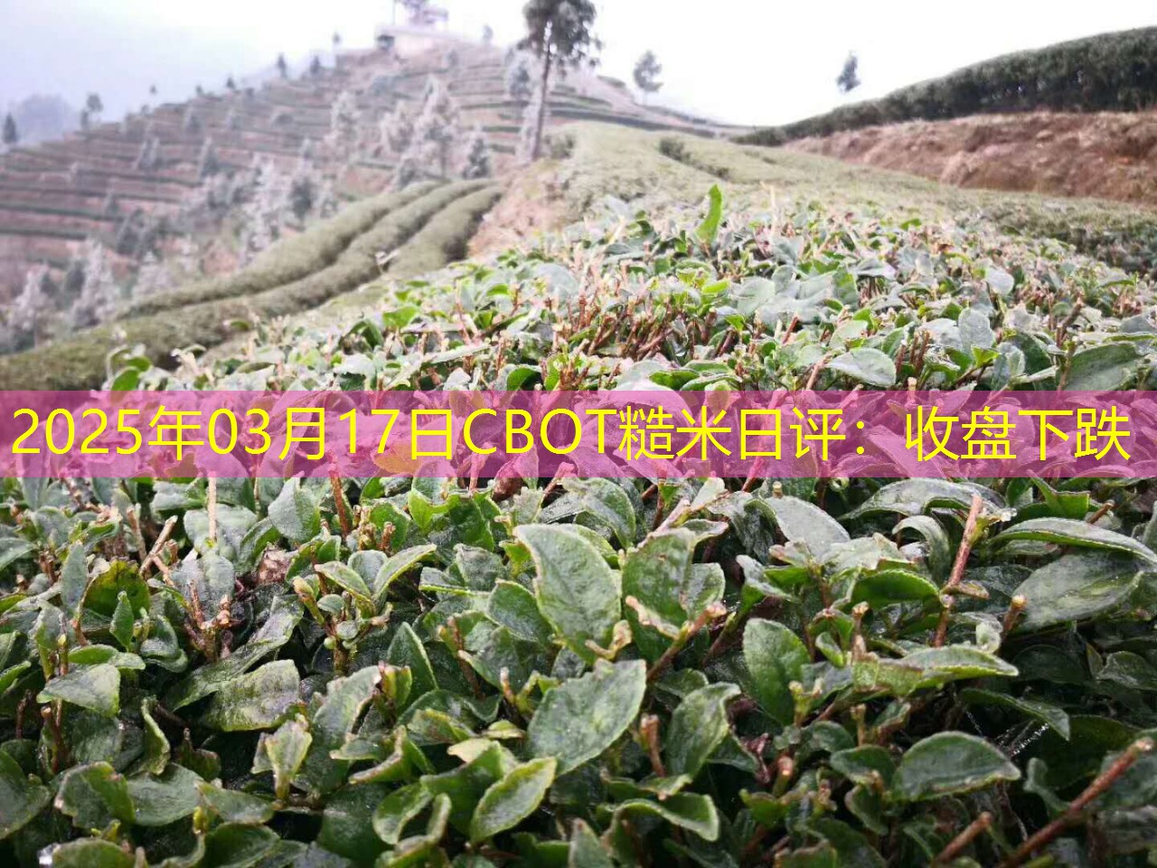 2025年03月17日CBOT糙米日评：收盘下跌