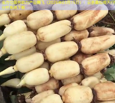 全方位服务助力产业腾飞（2026年03月15日）：云茶曼松倚天行情分析系统下载