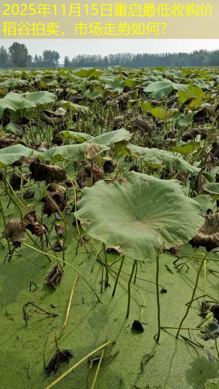 2025年11月15日重启最低收购价稻谷拍卖，市场走势如何？