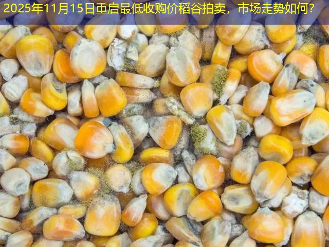 2025年11月15日重启最低收购价稻谷拍卖，市场走势如何？