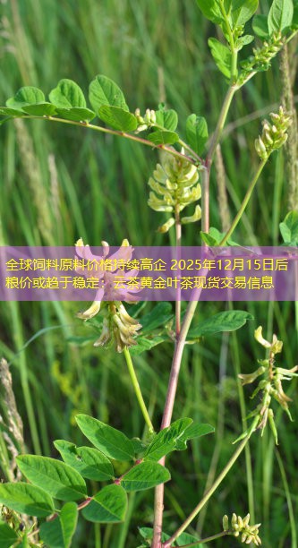 全球饲料原料价格持续高企 2025年12月15日后粮价或趋于稳定：云茶黄金叶茶现货交易信息