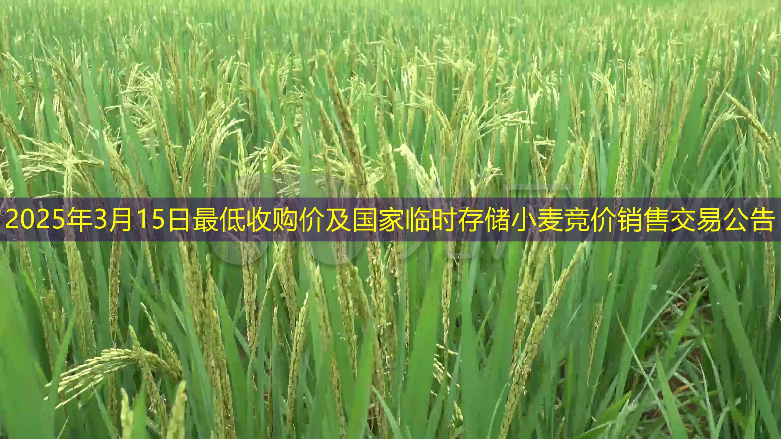 2025年3月15日最低收购价及国家临时存储小麦竞价销售交易公告
