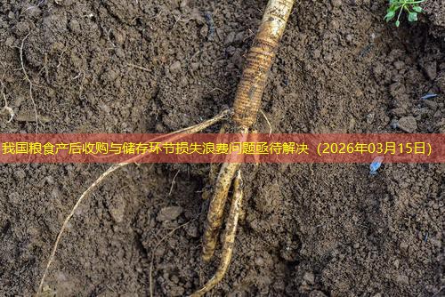 我国粮食产后收购与储存环节损失浪费问题亟待解决（2026年03月15日）