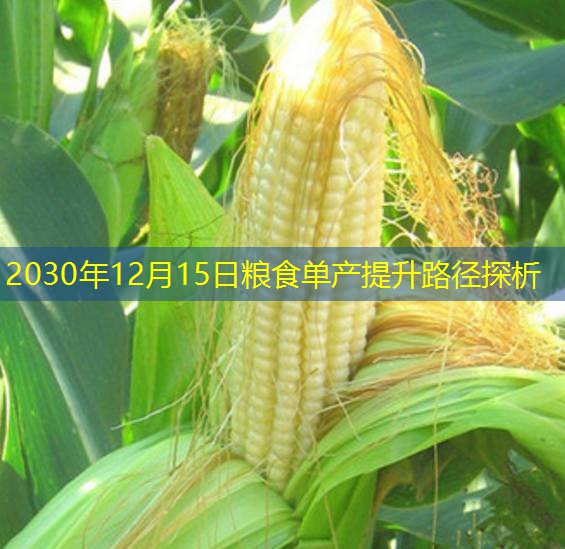 2030年12月15日粮食单产提升路径探析