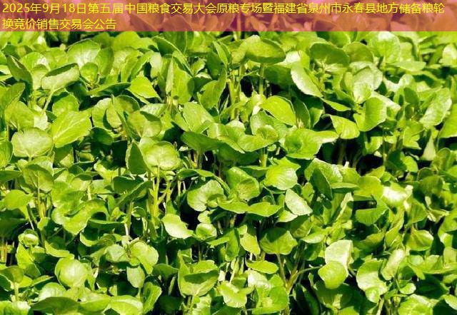 2025年9月18日第五届中国粮食交易大会原粮专场暨福建省泉州市永春县地方储备粮轮换竞价销售交易会公告