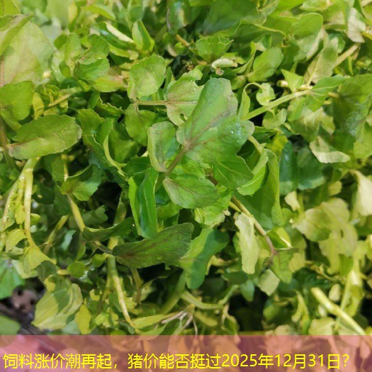 饲料涨价潮再起，猪价能否挺过2025年12月31日？