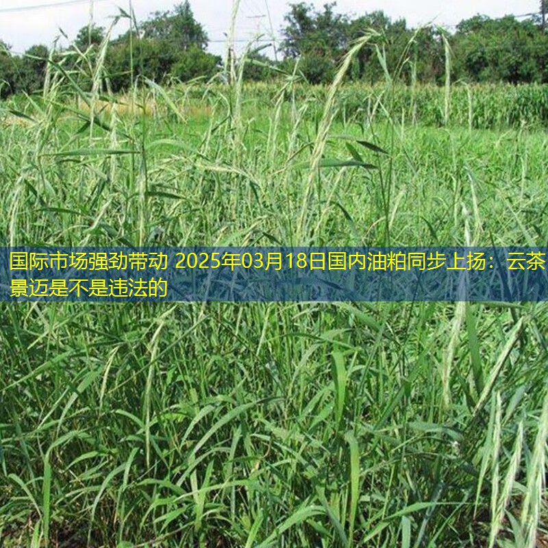 国际市场强劲带动 2025年03月18日国内油粕同步上扬：云茶景迈是不是违法的