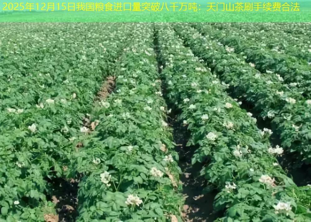 2025年12月15日我国粮食进口量突破八千万吨：天门山茶刷手续费合法
