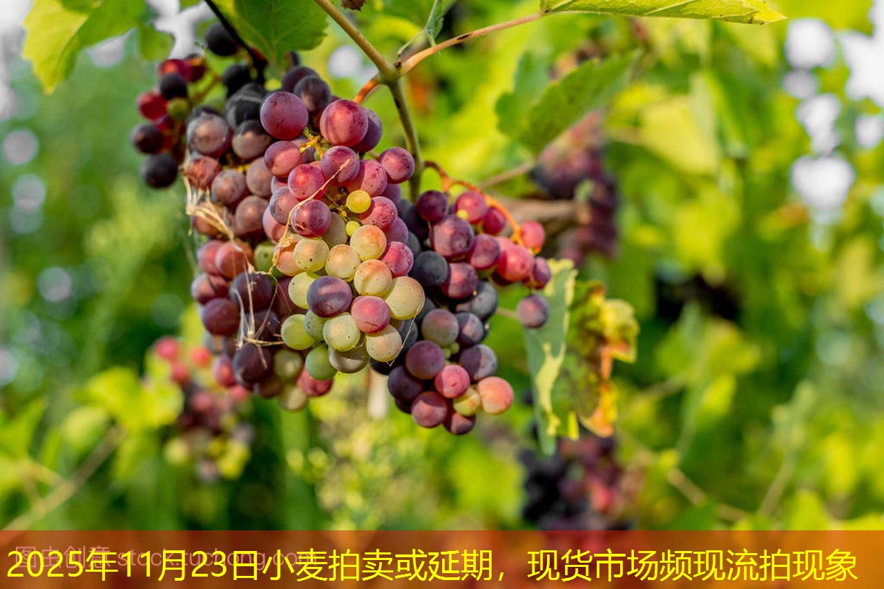 2025年11月23日小麦拍卖或延期，现货市场频现流拍现象