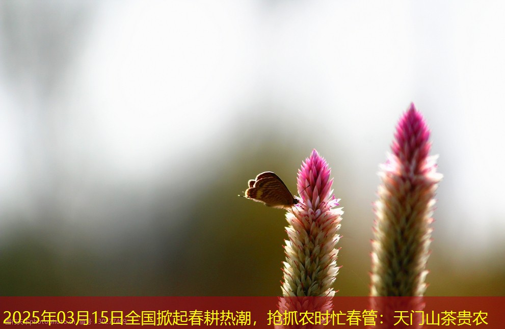 2025年03月15日全国掀起春耕热潮，抢抓农时忙春管：天门山茶贵农