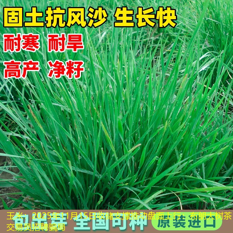 玉米：2025年11月15日收储支撑推动盘面上行