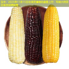 玉米：2025年11月15日收储支撑推动盘面上行