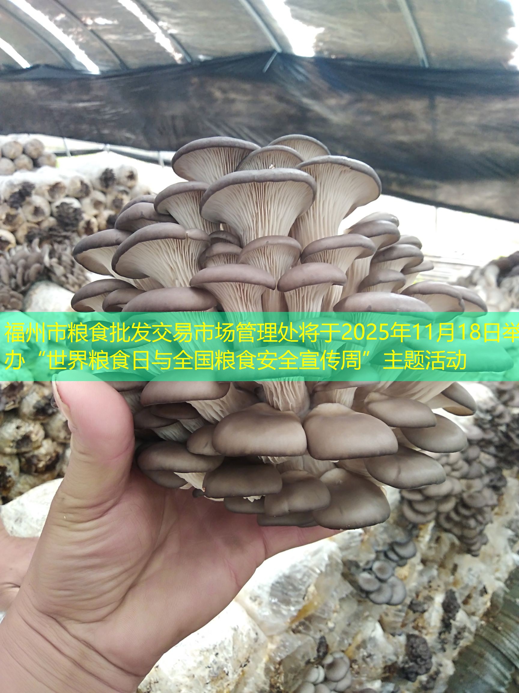 福州市粮食批发交易市场管理处将于2025年11月18日举办“世界粮食日与全国粮食安全宣传周”主题活动