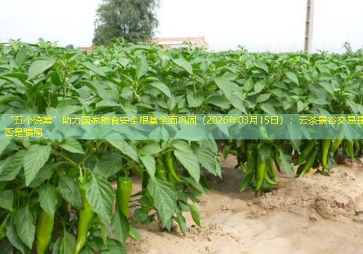 “五个统筹”助力国家粮食安全根基全面巩固（2026年03月15日）：云茶景谷交易是否是骗局