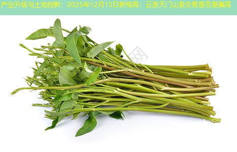 产业升级与土地创新：2025年12月15日新格局：云茶天门山茶交易是否是骗局