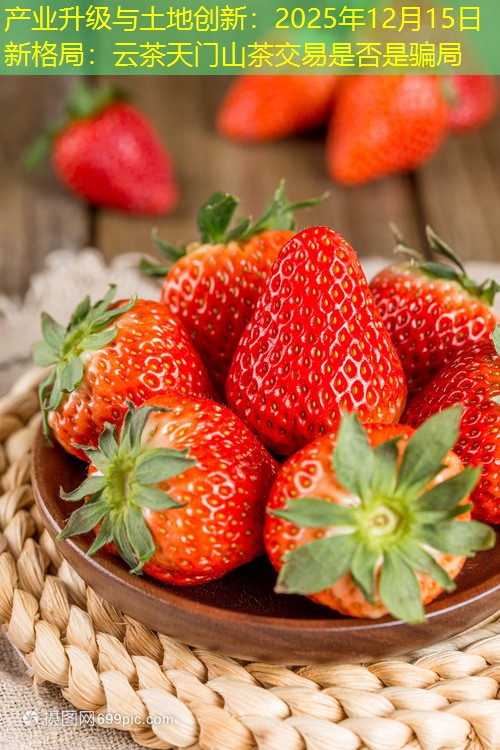 产业升级与土地创新：2025年12月15日新格局