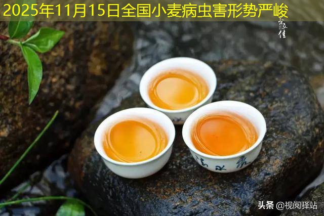 2025年11月15日全国小麦病虫害形势严峻