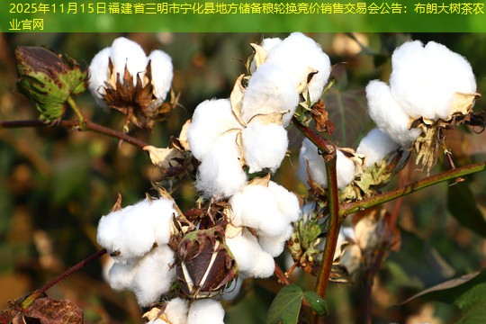 2025年11月15日福建省三明市宁化县地方储备粮轮换竞价销售交易会公告：布朗大树茶农业官网
