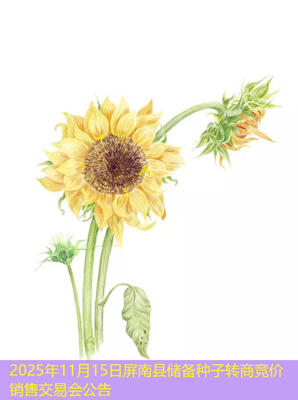 2025年11月15日屏南县储备种子转商竞价销售交易会公告