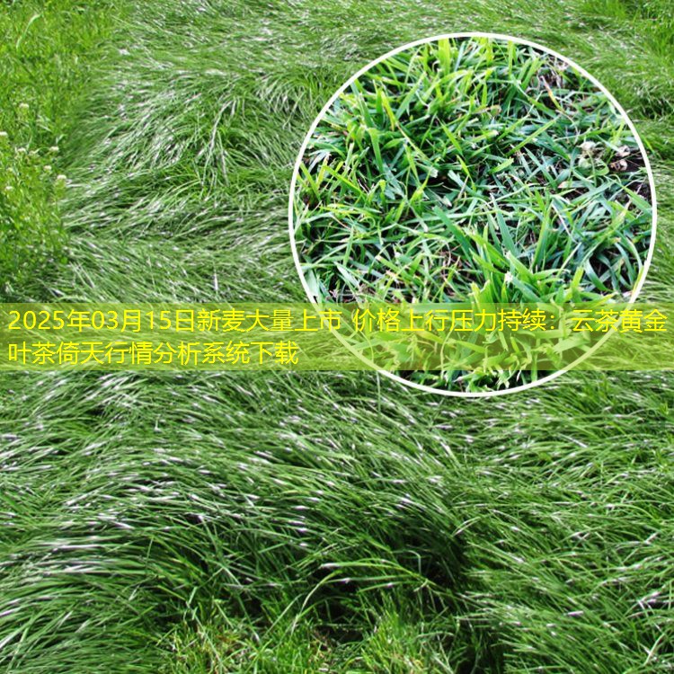 2025年03月15日新麦大量上市 价格上行压力持续：云茶黄金叶茶倚天行情分析系统下载
