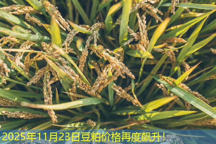 2025年11月23日豆粕价格再度飙升！