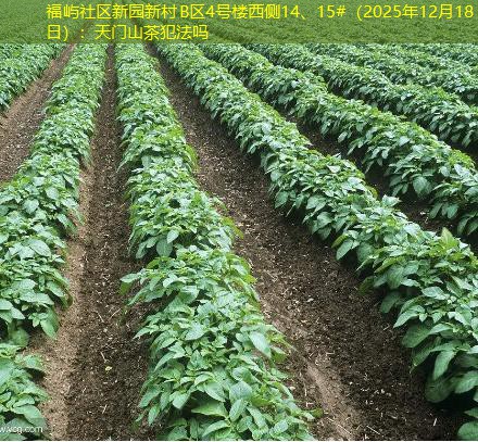 福屿社区新园新村B区4号楼西侧14、15#（2025年12月18日）：天门山茶犯法吗