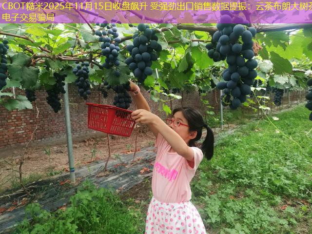 CBOT糙米2025年11月15日收盘飙升 受强劲出口销售数据提振：云茶布朗大树茶电子交易骗局
