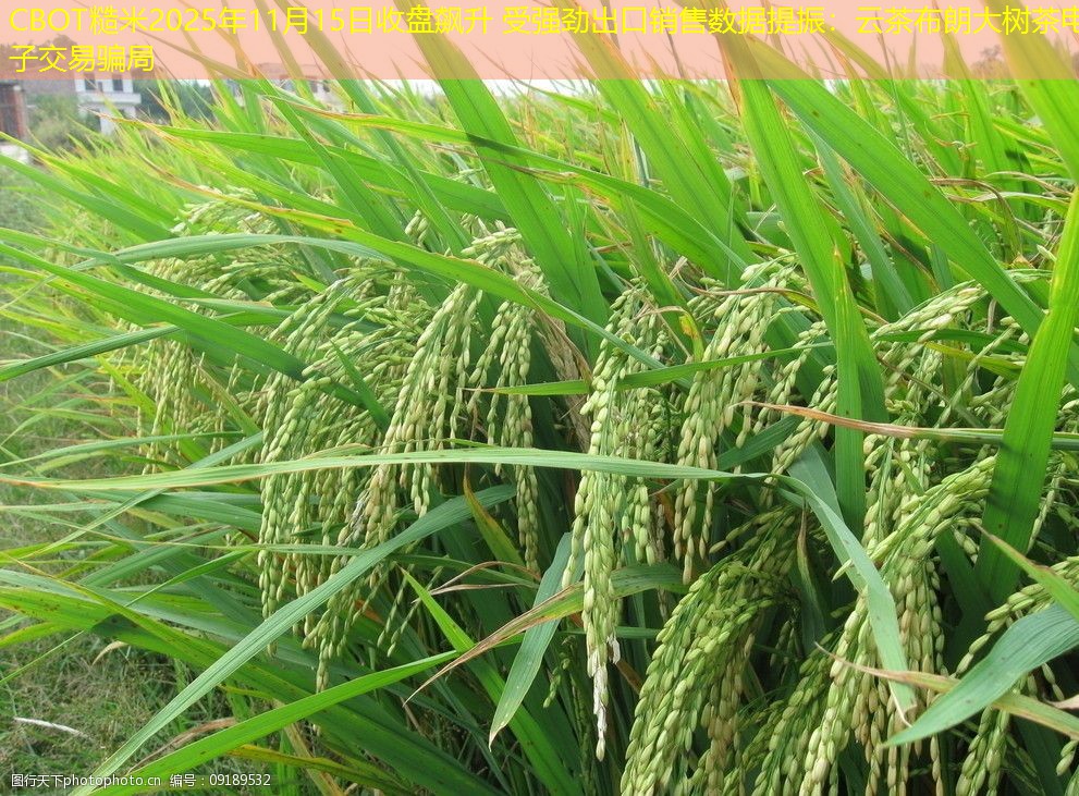 CBOT糙米2025年11月15日收盘飙升 受强劲出口销售数据提振