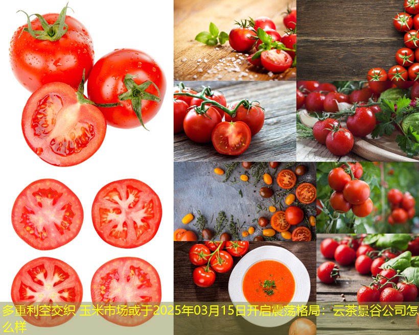 多重利空交织 玉米市场或于2025年03月15日开启震荡格局：云茶景谷公司怎么样