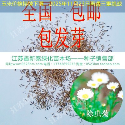 玉米价格持续下滑，2025年11月23日再遇三重挑战