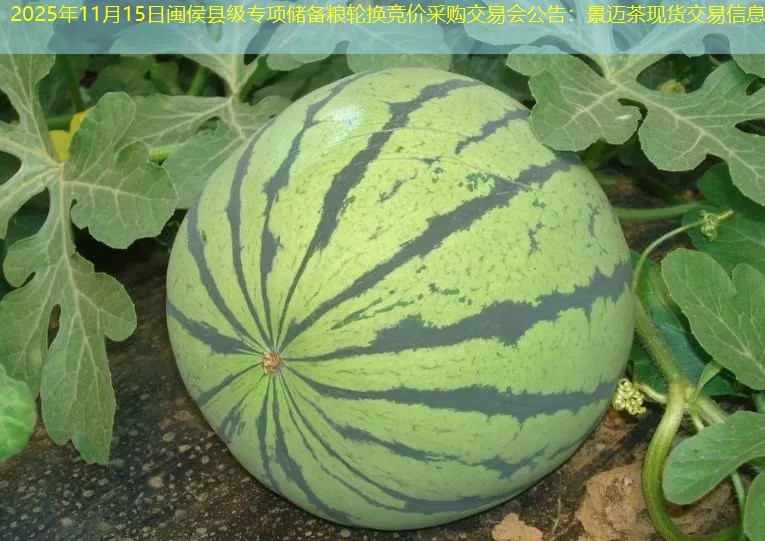 2025年11月15日闽侯县级专项储备粮轮换竞价采购交易会公告：景迈茶现货交易信息