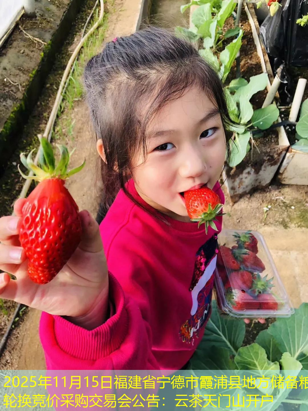 2025年11月15日福建省宁德市霞浦县地方储备粮轮换竞价采购交易会公告