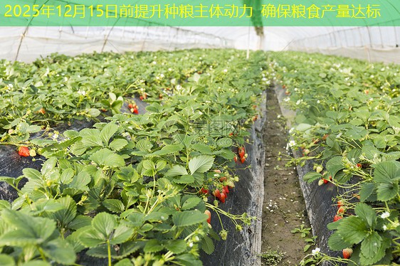 2025年12月15日前提升种粮主体动力 确保粮食产量达标