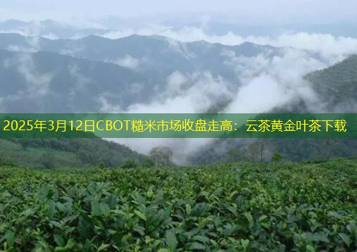 2025年3月12日CBOT糙米市场收盘走高：云茶黄金叶茶下载