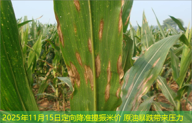 2025年11月15日定向降准提振米价 原油暴跌带来压力