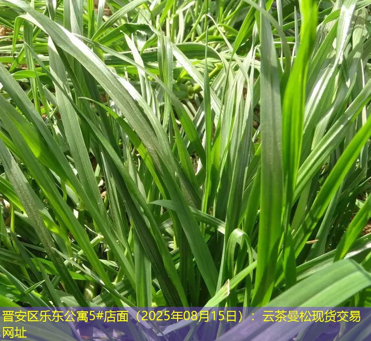 晋安区乐东公寓5#店面（2025年08月15日）