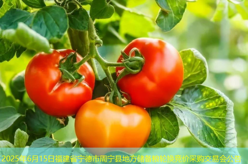 2025年6月15日福建省宁德市周宁县地方储备粮轮换竞价采购交易会公告