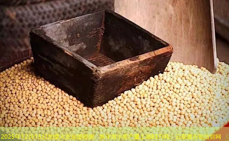 2025年12月15日加拿大农业部预测：新年度小麦产量上调83万吨：云茶景谷现货官网