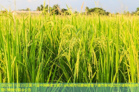 2025年11月23日第六届中国粮食交易大会籼稻专场暨福建省宁德市蕉城区地方储备粮轮换竞价销售交易会公告