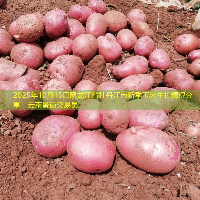 2025年10月15日黑龙江省牡丹江市新季玉米生长情况分享：云茶景迈交易员