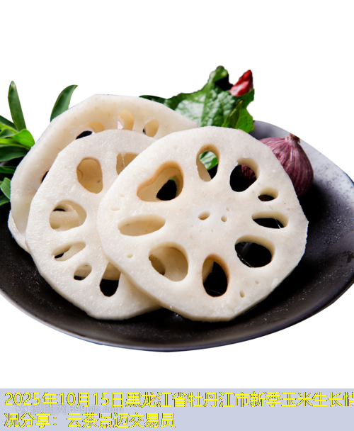 2025年10月15日黑龙江省牡丹江市新季玉米生长情况分享