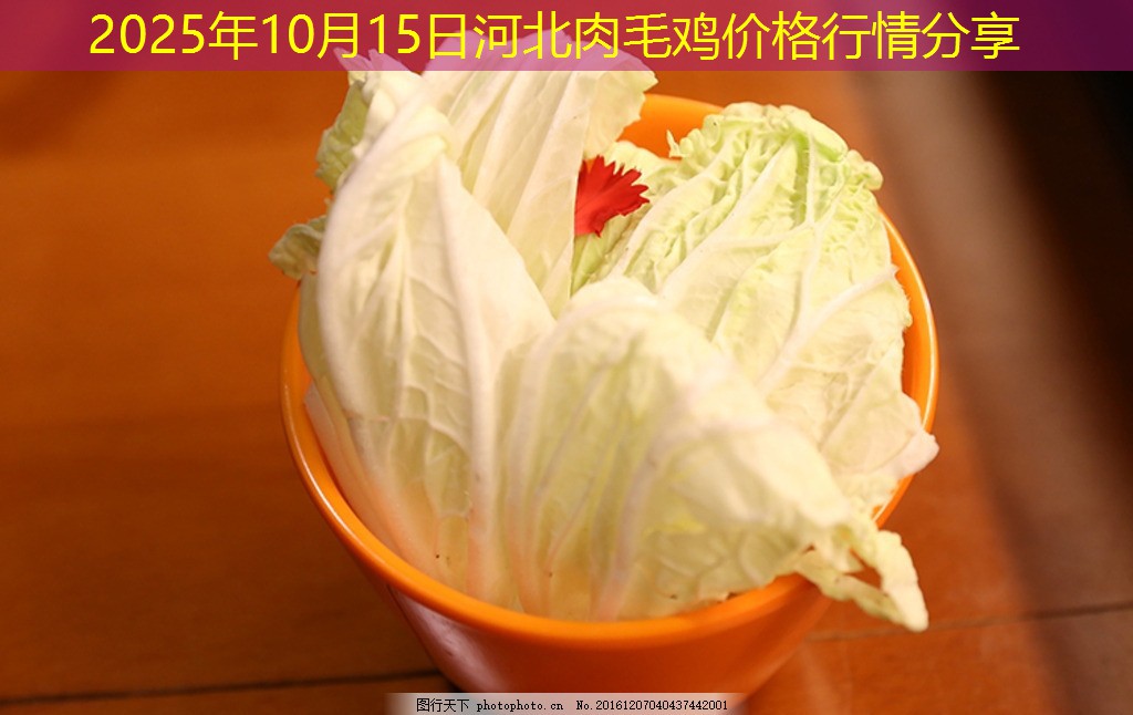 2025年10月15日河北肉毛鸡价格行情分享