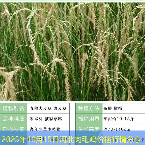 2025年10月15日河北肉毛鸡价格行情分享
