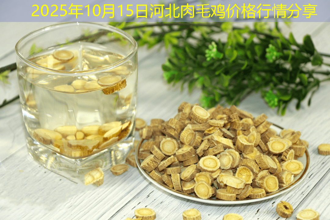 2025年10月15日河北肉毛鸡价格行情分享